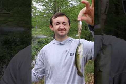 Every Size Fish Love Topwater Lures #fishing #bigfish #fishingcontent