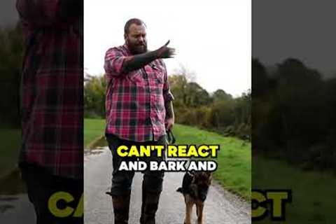 Best Dog Walking Advice