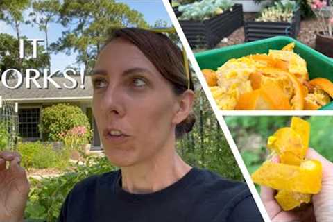 I tried this old Florida Gardener trick... Orange peel fertilizer and pesticide