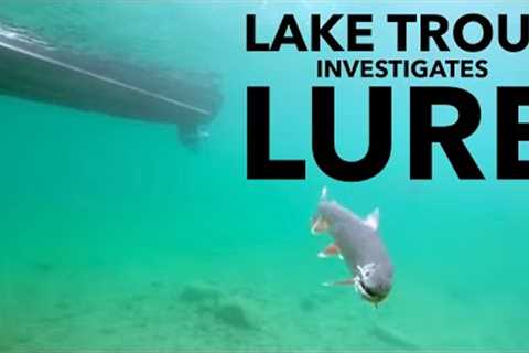 Lake Trout Investigates Lure #shorts