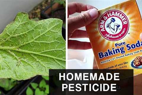 HOMEMADE BAKING SODA PESTICIDE  | Combat Aphids in plants and leafy vegetables