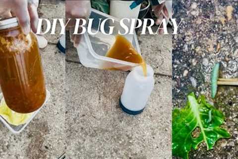 DIY Homemade Inscet/Bug Spray For Vegetable Garden (Detailed Video) #bug #diy