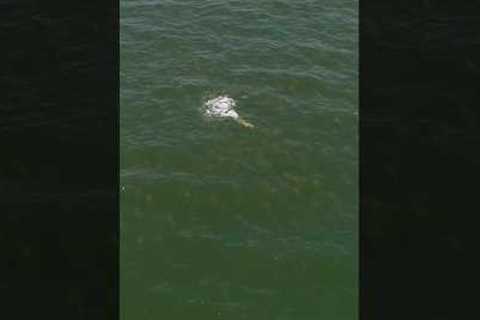 Casting to 1000’s of Hungry Fish