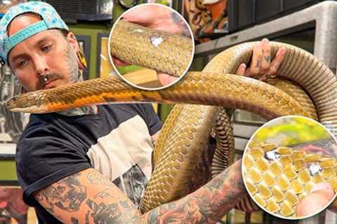 What’s WRONG with my KING COBRA ?! | Rusty Update