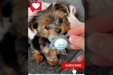 The Top 10 Training Tips for Yorkie Puppies: Number 6 #shorts #puppies