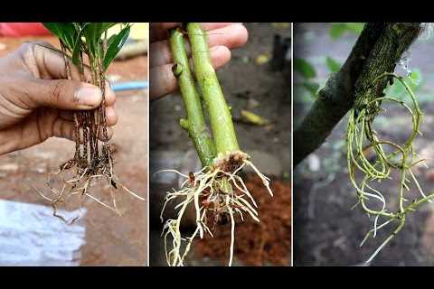 Genius Gardening Ideas 2025: Grow Plants from Cuttings (Easy &amp; Fast!) 🌱✂️