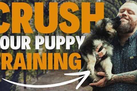 PUPPY TRAINING MASTERCLASS - Reggie Diary Week 1