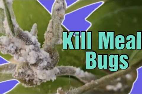 How to Kill Mealy Bugs, We declare War