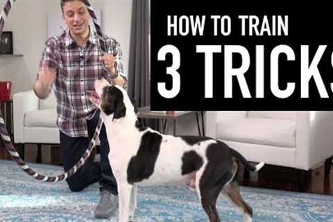 How to Train your Dog 3 Tricks! (Jump through a hoop, hugs, and more!)