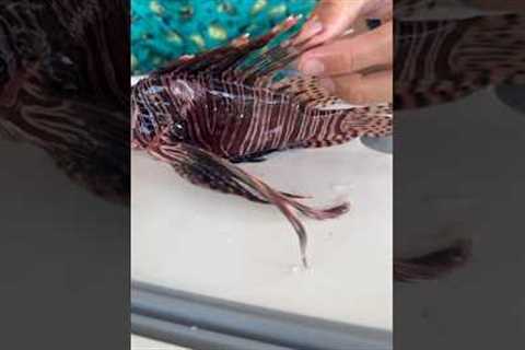 Lionfish Catch, Clean, &amp; Cook!!