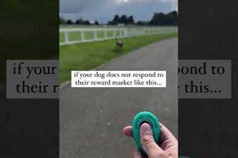Let’s change the way you train ⬇️ Clicker training is a fantastic way to mark and reinforce