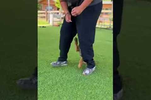 Training session with a Belgian Malinois puppy