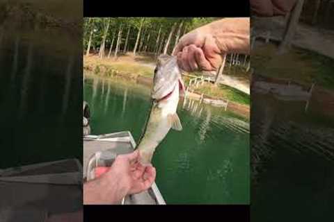 Belews Lake NC Bass fishing 4/25/25 All my catches part 1 #fishing #bassfishing