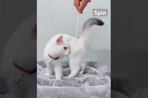 How I Target Trained My Cat #cat #funny #training #kitten