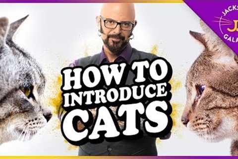 How to Introduce Cats