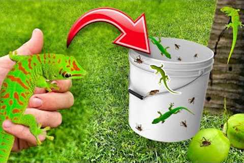 DIY LIZARD TRAP CATCHES RARE LIZARDS ! MADAGASCAR DAY GECKO !!
