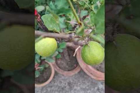 My lemon plant #fruit #lemon #gardening #garden #plants #farming #flowers #nature #lemonplant