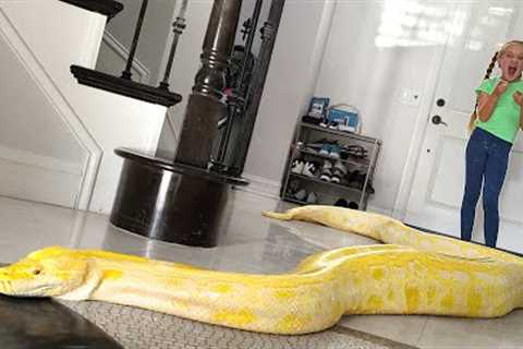 Giant Snake Loose in Our House!!!