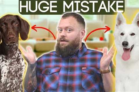 Dog Training Tips In 'Teenage Phase'