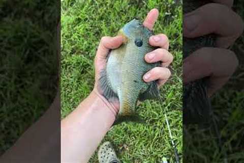 The biggest gill ever! #fishing #bassfishing #lake #carp #icefishing #kayakfishingtips #stealthkayak