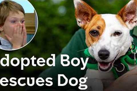 Adopted Boy Finds His Perfect Rescue Dog | The Dog House 🐶 | Dog Stories