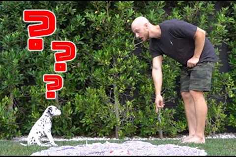 TEACH YOUR PUPPY 3 TRICKS IN 3 DAYS | 8 week old Dalmatian puppy