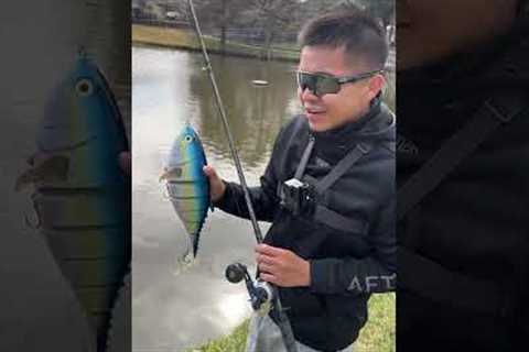 “BIG” Swimbait Fisherman Be Like...
