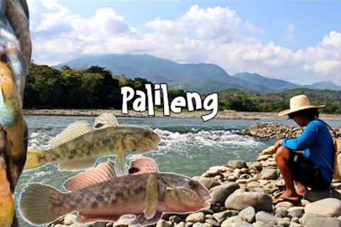 catch and cook BUNOG FISH | find  food for my family | biya, palileng,mori, goby fish