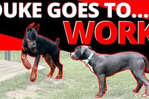 First Day on the Job - Will Duke Help or Hurt this Shy Girl?  Learn how to raise your own helper dog