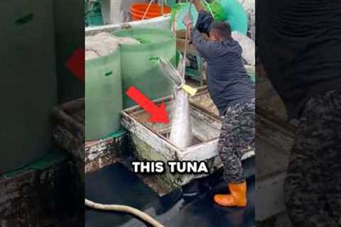 Why Bluefin Tuna Is Worth $1 Million 🤯