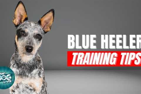 How to Train Your Blue Heeler | Best Blue Heeler Puppy Training Tips