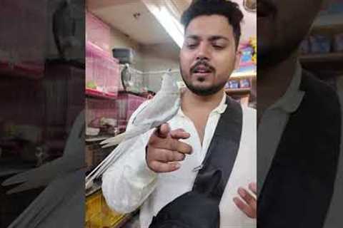 Wajid Exotic Pet's Jogeshwari west best and cheapest exotic pets in mumbai #viralvideo #exoticpets