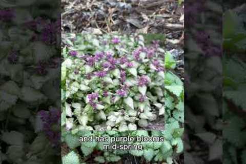 Plant this instead of pulling weeds
