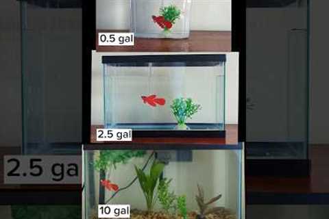 Tiny vs. larger aquarium for betta fish