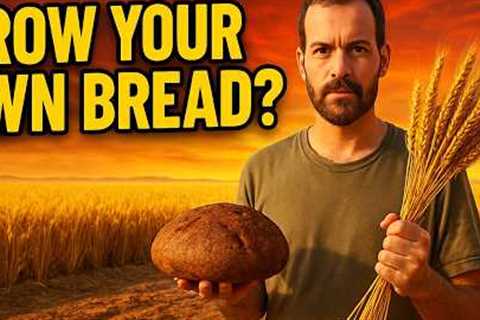 Grow Wheat &amp; Bake Bread at Home – Full Guide from Seed to Slice!