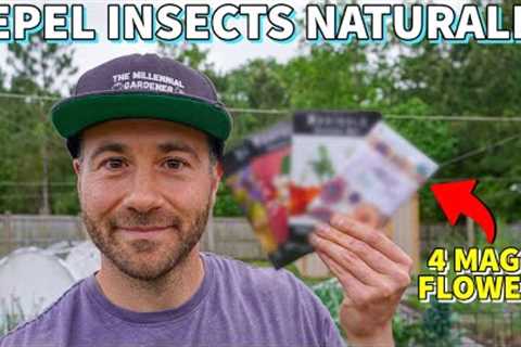 4 Flowers That REPEL INSECT PESTS I'm Planting NOW [And 1 To Avoid]