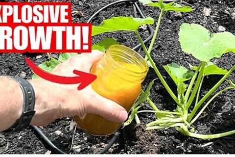 Even Dead And Diseased Plants Have Instant Growth | Simple Kitchen Remedy!