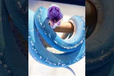 Top 5 Friendliest Snakes That Won’t Bite! 🐍