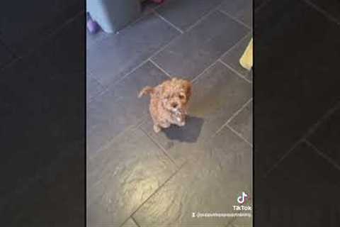 Trained puppy,  training an 8 week old Cavapoo. #trainedpuppy