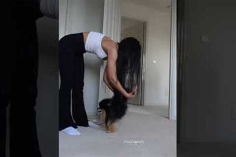 Pomeranian handstand stretches 🤸 #pomeranian #dog #cutedog