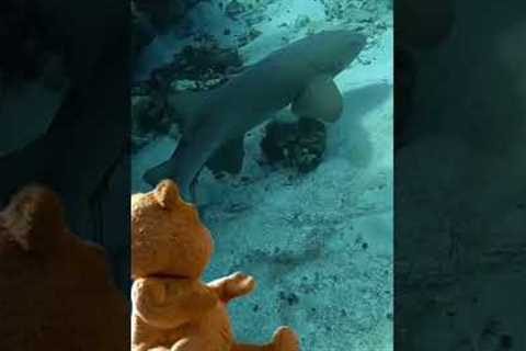 Every dive #scubadiving #sea #scuba #dive #ocean #diving #travel #travelvlog #traveling