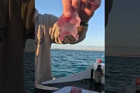TUNA SASHIMI CATCH AND COOK