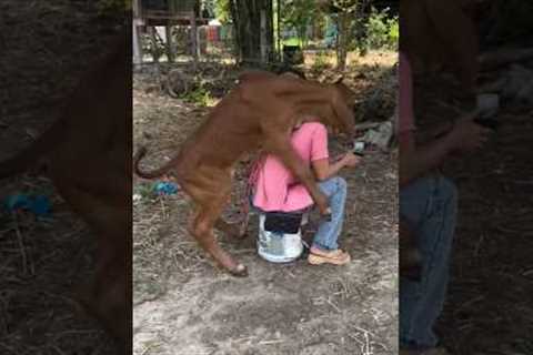 funny video#comedy video#viral#trending#for you#YouTube short