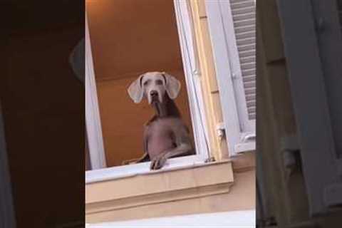 FUNNIEST VIDEO 📹 🤣 😂 29 #viral #trending  #funny #youtubeshorts #viral #short #cat #comedy #dog