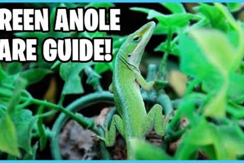 How to take Care of Green Anoles! Green Anole Care Guide!