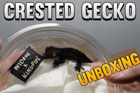 Unboxing 5 New Crested Geckos! New Project!