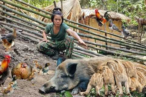 The mother pig is building a nest to prepare to give birth, the piglets are so cute, forest farm