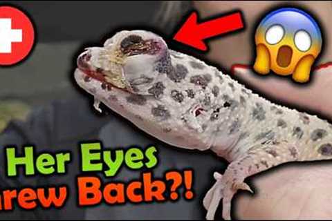 Rescuing a Leopard Gecko that REGREW HER EYES!?