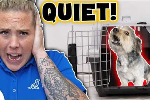 Stop Your Dog From Whining In Their Crate