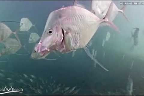 Underwater Fish Cam - August 2020 Recap